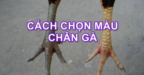 Chọn màu chân gà đá như thế nào chuẩn xác nhất?