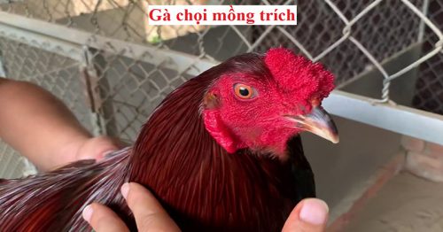 Đánh Giá Gà Mồng Trích Tốt Hay Xấu Có Nên Nuôi?