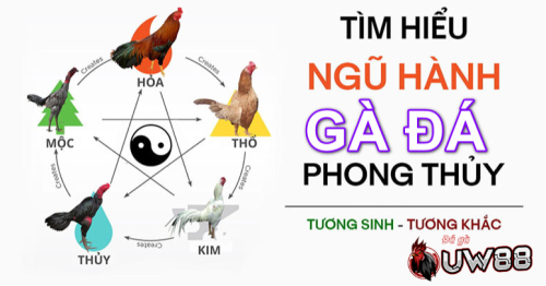 Vận Dụng Yếu Tố Phong Thủy Trong Đá Gà Uw88