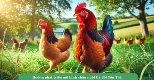 Giới thiệu nguồn gốc gà đồi Yên Thế và giá trị chúng mang lại 