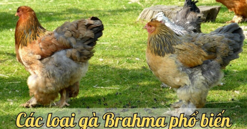 Gà Brahma – Những điều cần biết về giống gà đặc biệt này
